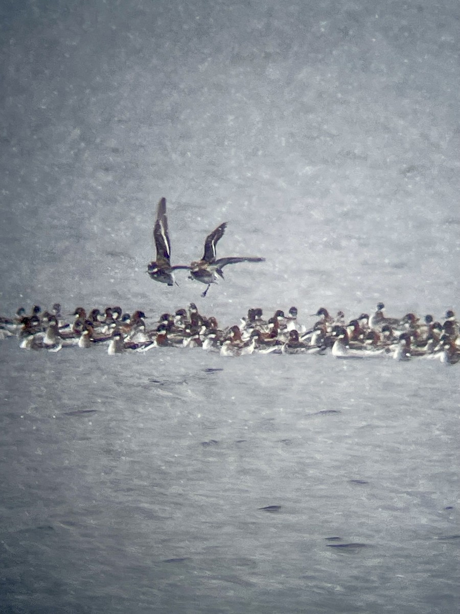 Red-necked Phalarope - ML657871719