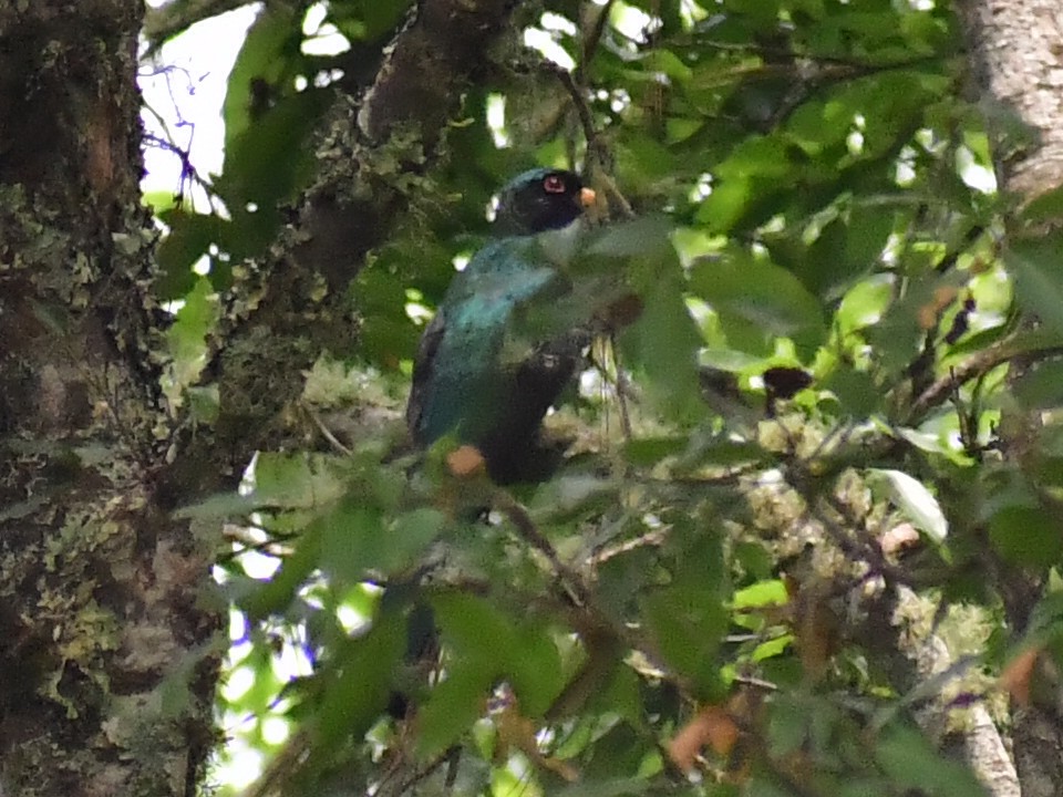 Mountain Trogon - ML657871720