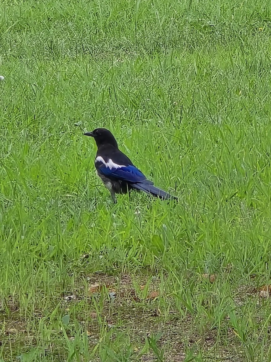 Oriental Magpie - ML657871722