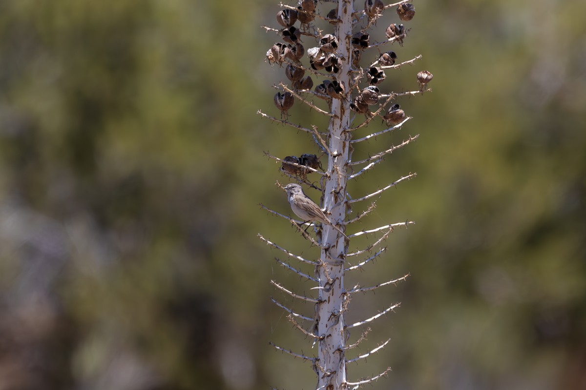Bell's Sparrow - ML657871725