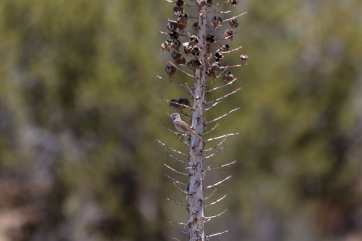 Bell's Sparrow - ML657871726