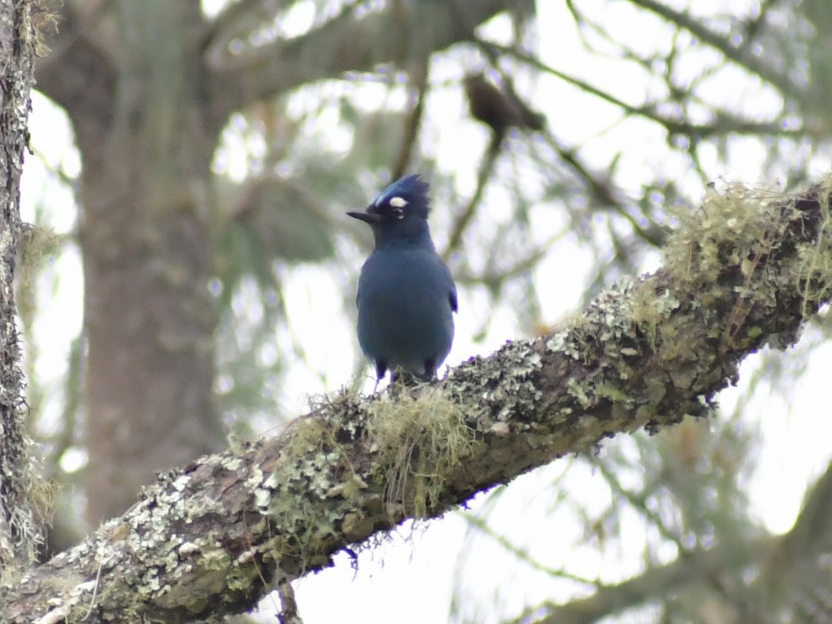 Steller's Jay - ML657871728