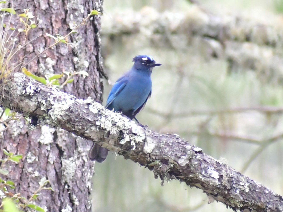 Steller's Jay - ML657871729