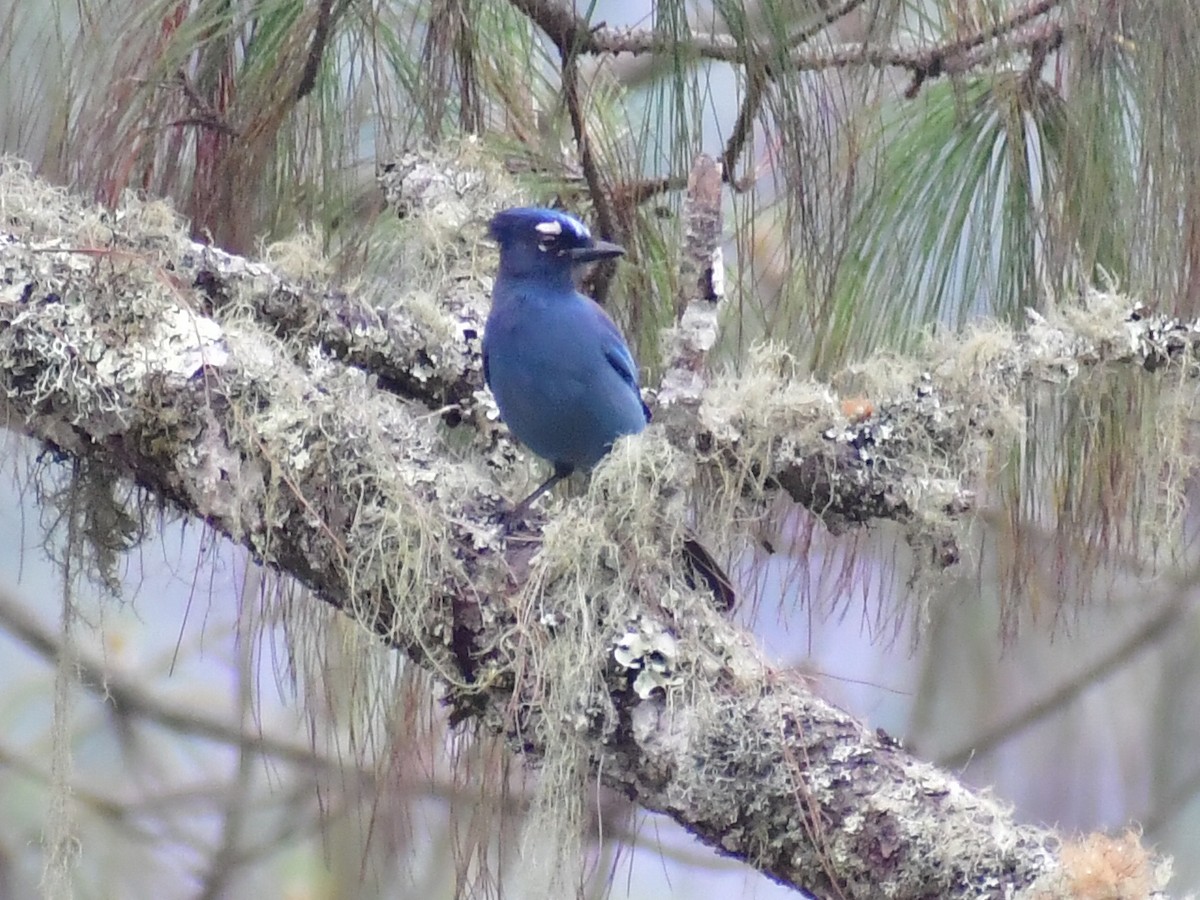 Steller's Jay - ML657871730
