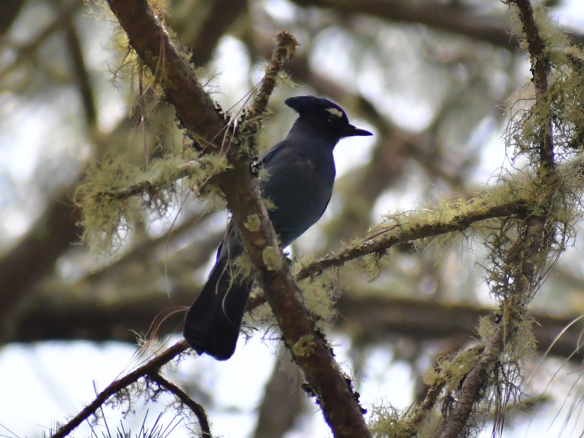 Steller's Jay - ML657871731