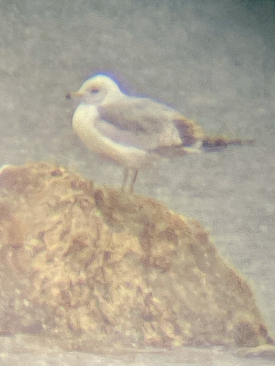 Ring-billed Gull - ML657871732