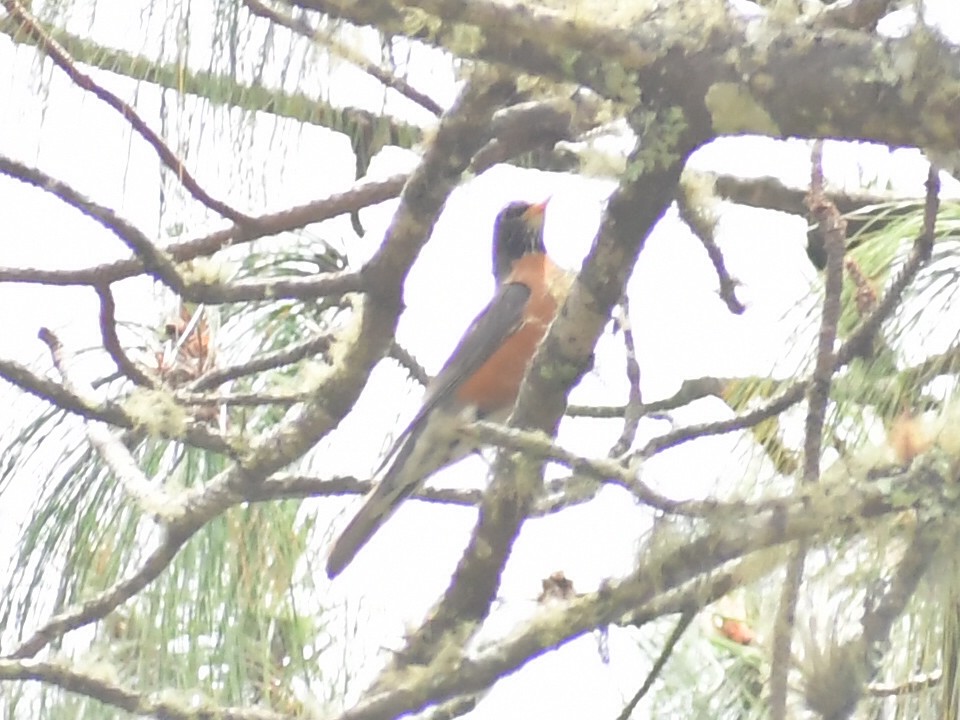 American Robin - ML657871733
