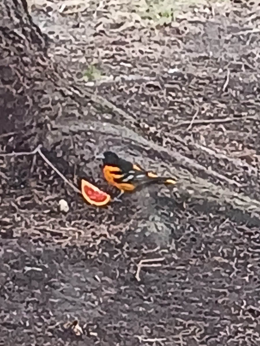 Baltimore Oriole - ML657871735