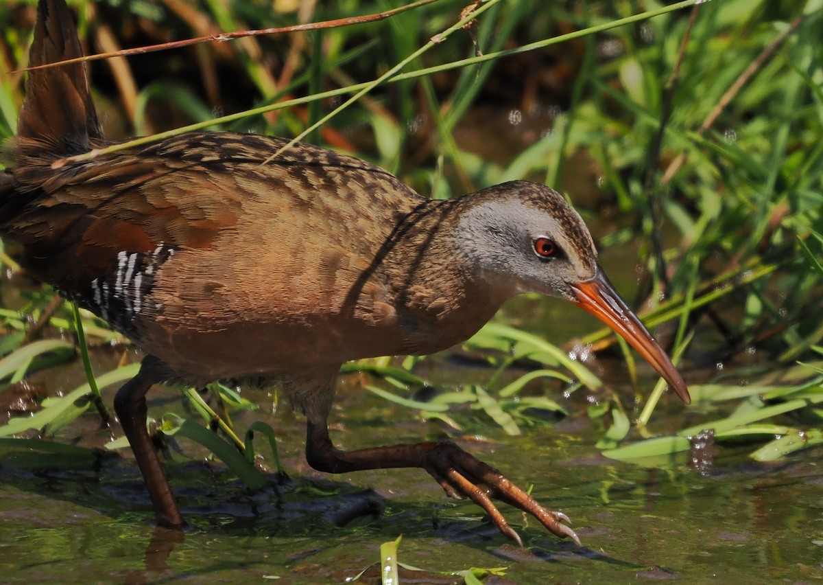 Virginia Rail - ML657871736