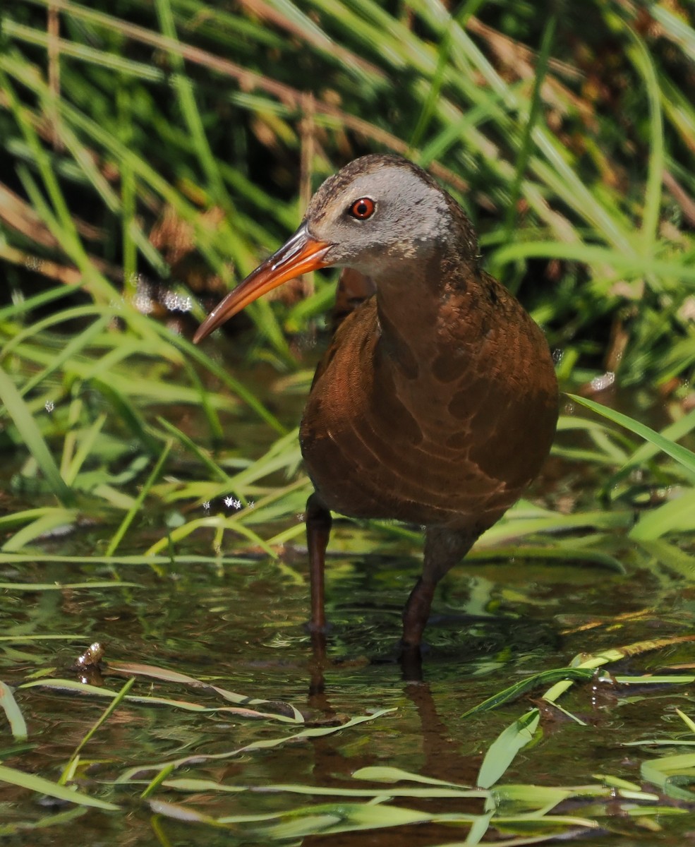 Virginia Rail - ML657871737