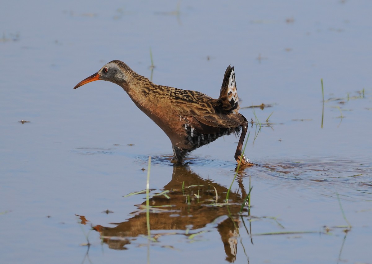 Virginia Rail - ML657871738