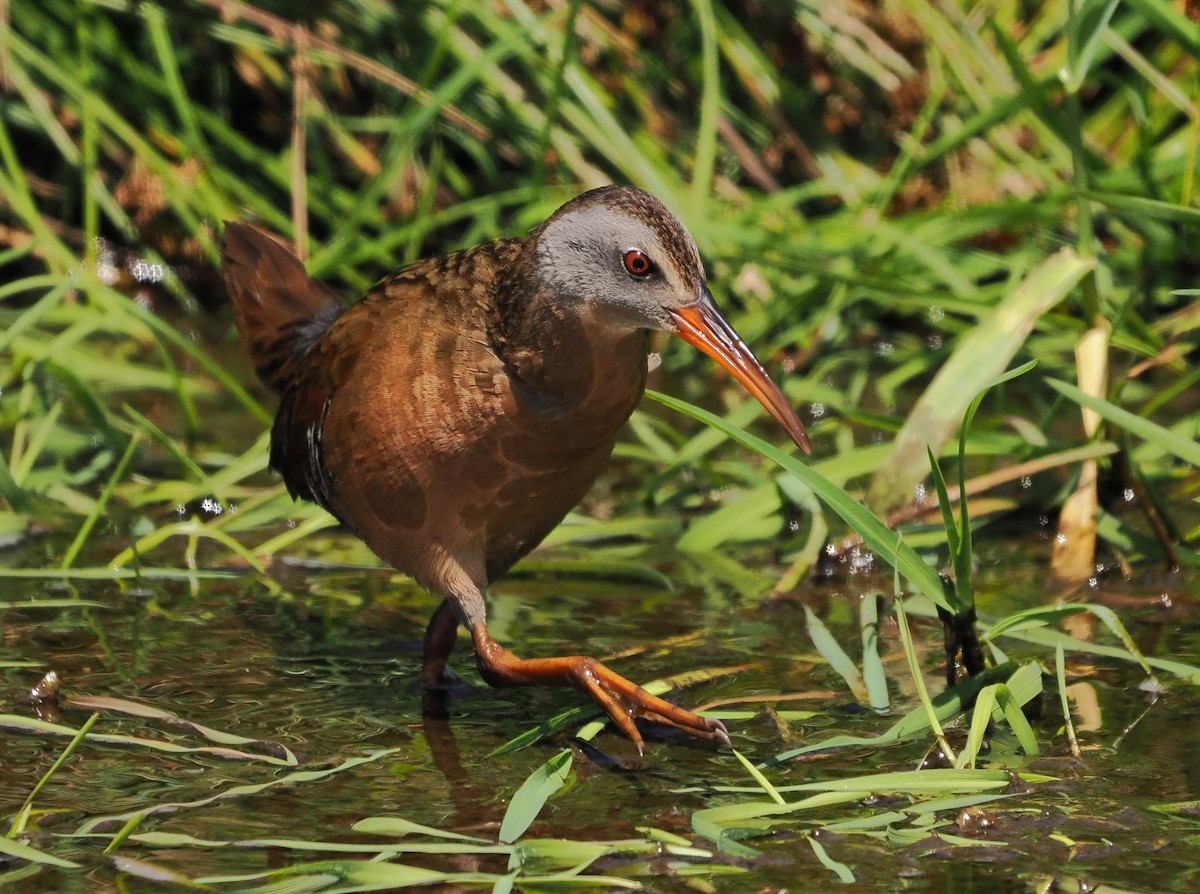 Virginia Rail - ML657871739