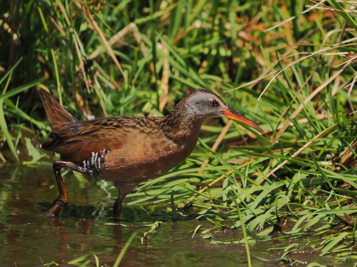 Virginia Rail - ML657871740
