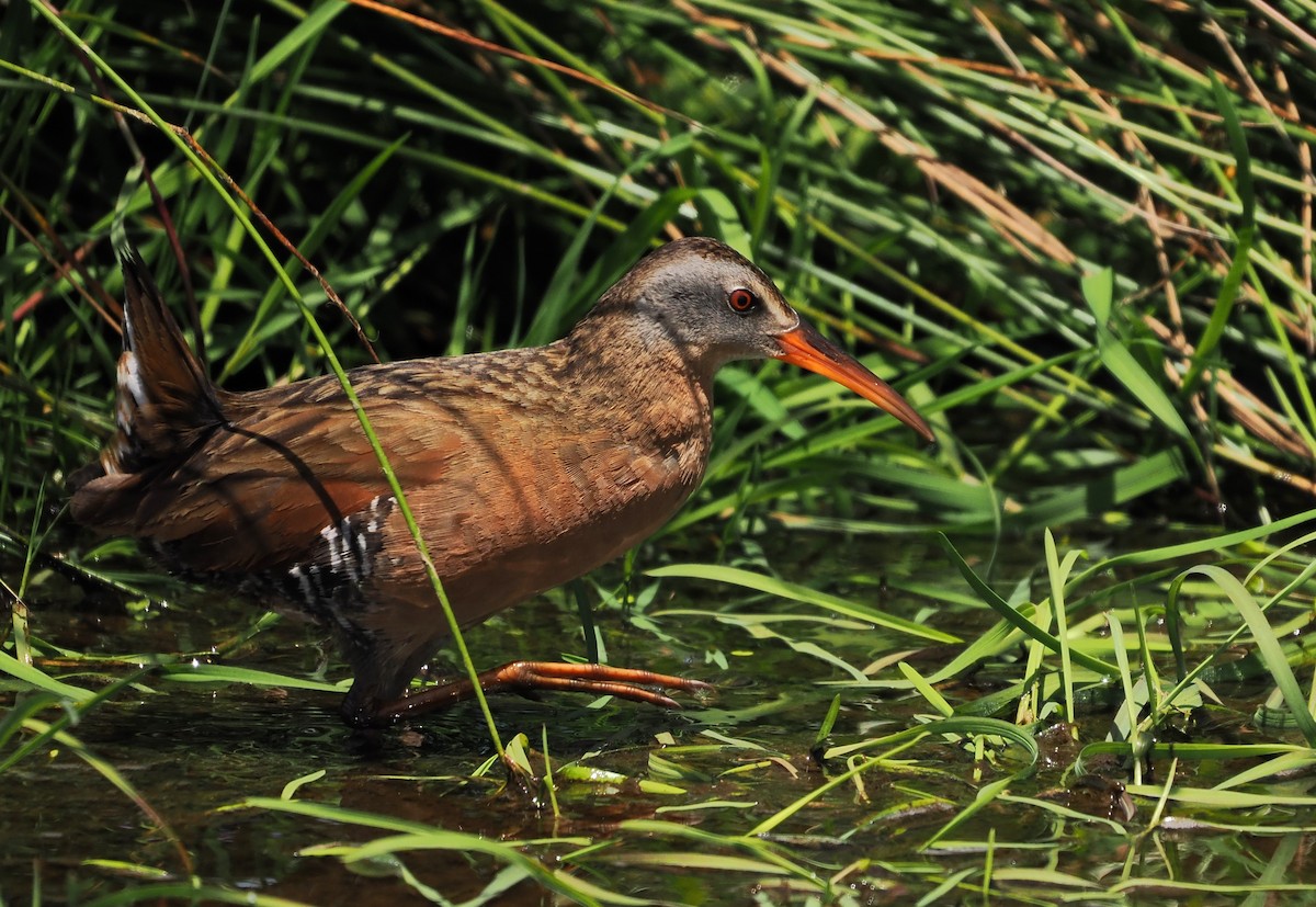 Virginia Rail - ML657871741