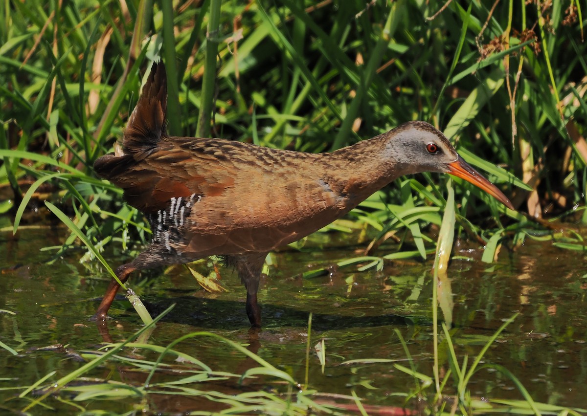 Virginia Rail - ML657871742