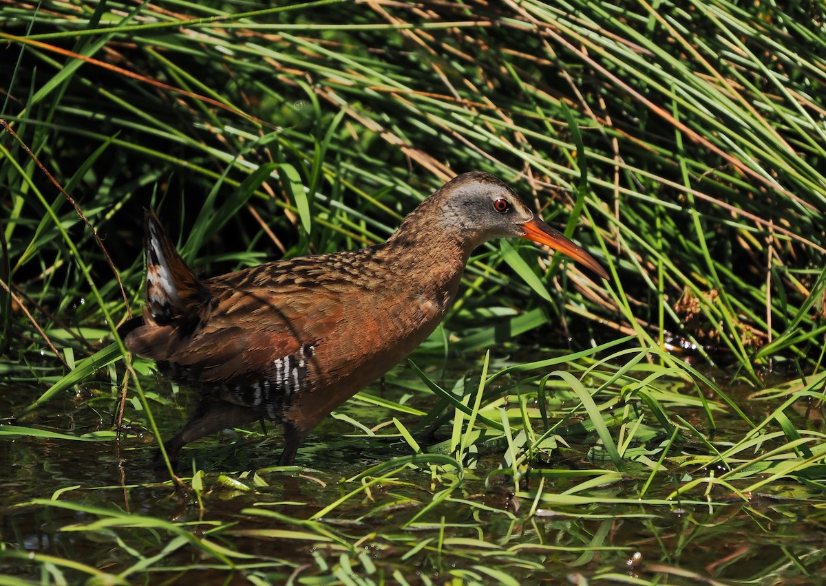 Virginia Rail - ML657871743