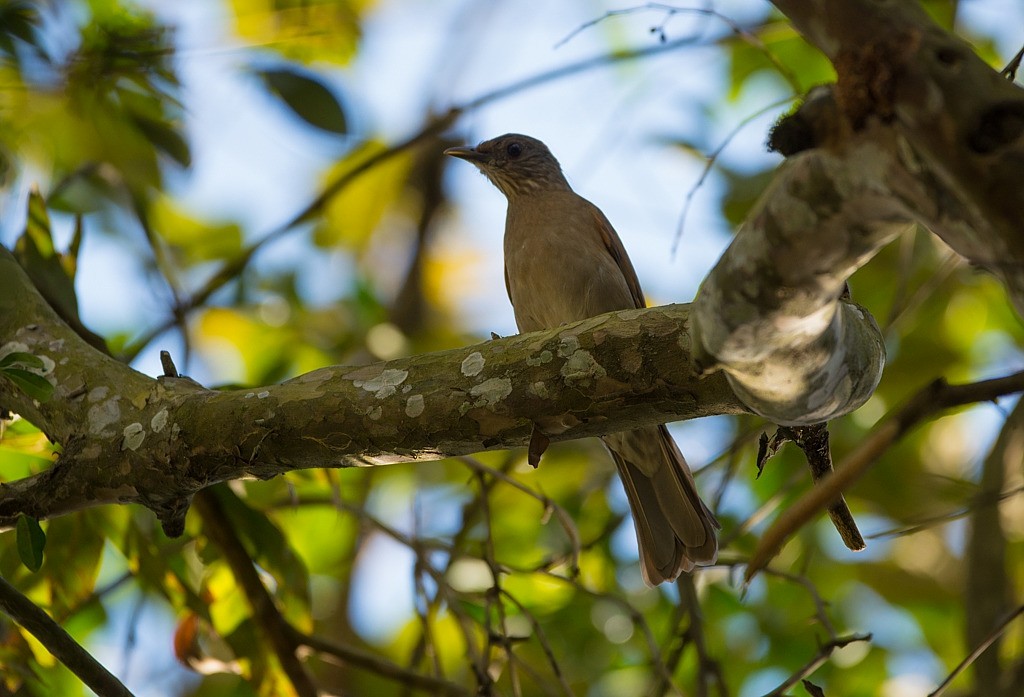Pale-breasted Thrush - ML657871746