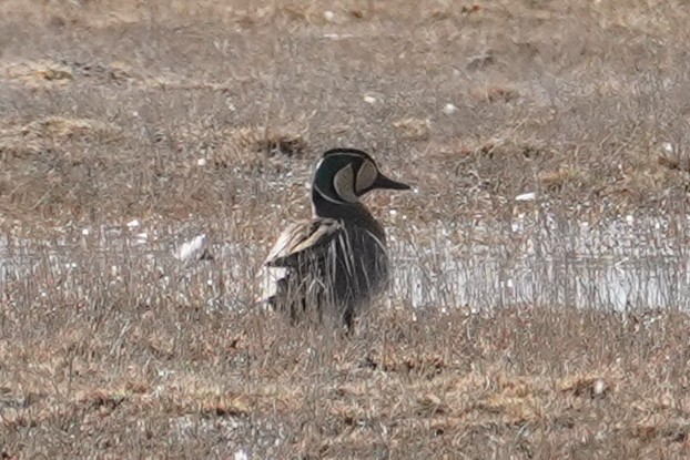 Baikal Teal - ML657871747