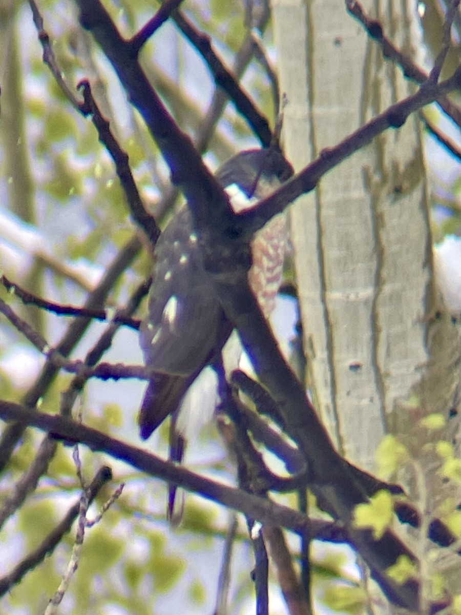 Sharp-shinned Hawk - ML657871753