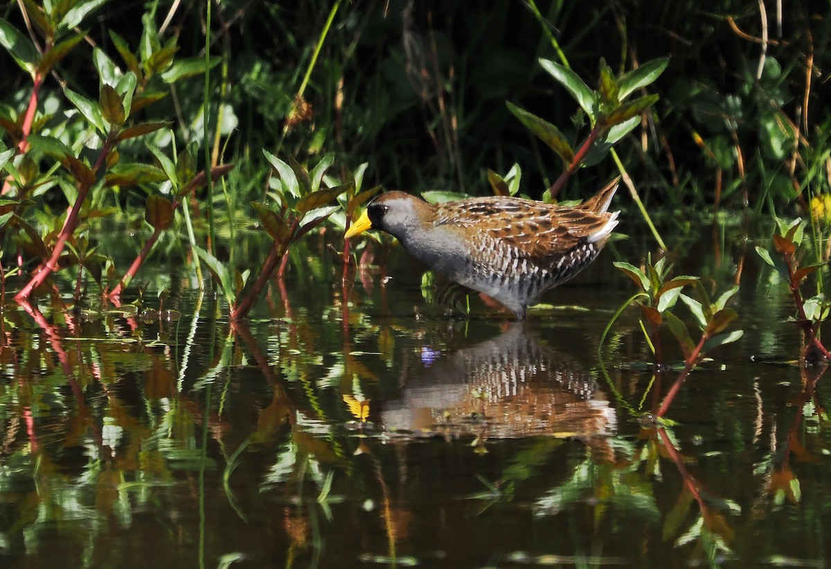 Carolinasumpfhuhn - ML657871756