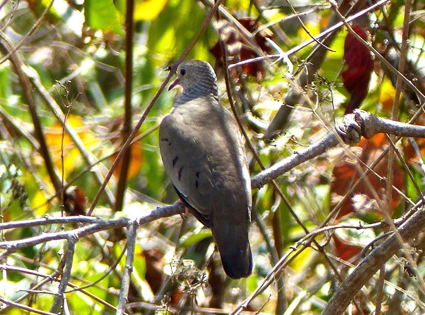 Common Ground Dove - Aziza Cooper