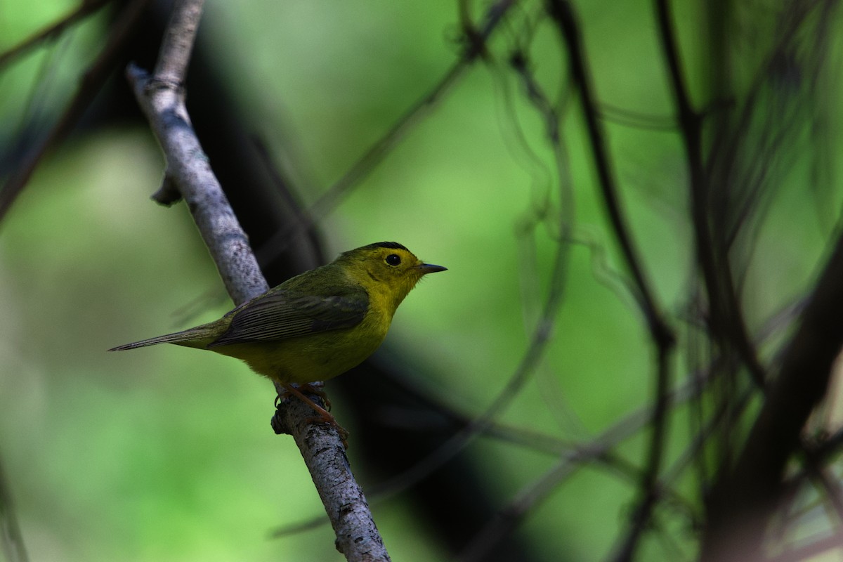 kalottparula - ML657872242