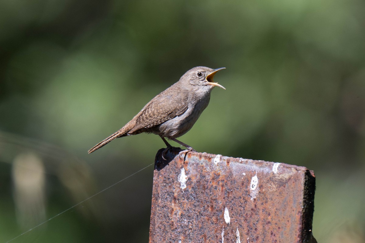 Northern House Wren - ML657872392