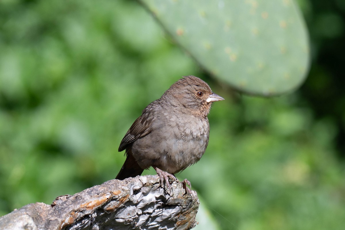 California Towhee - ML657872397