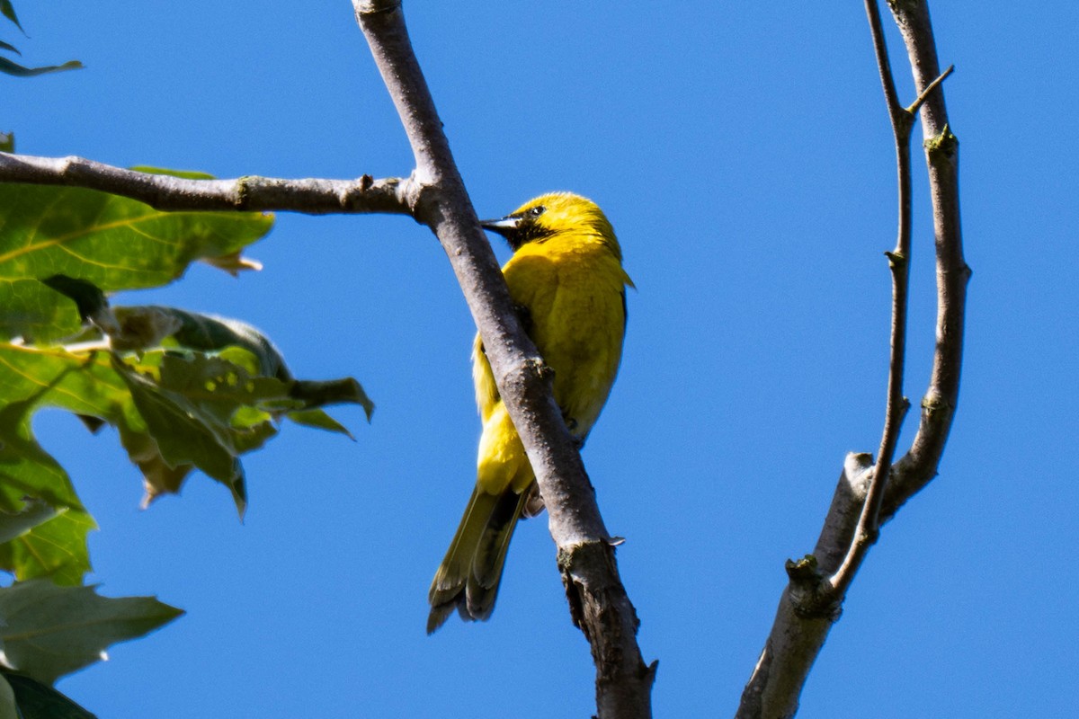 Hooded Oriole - ML657872407