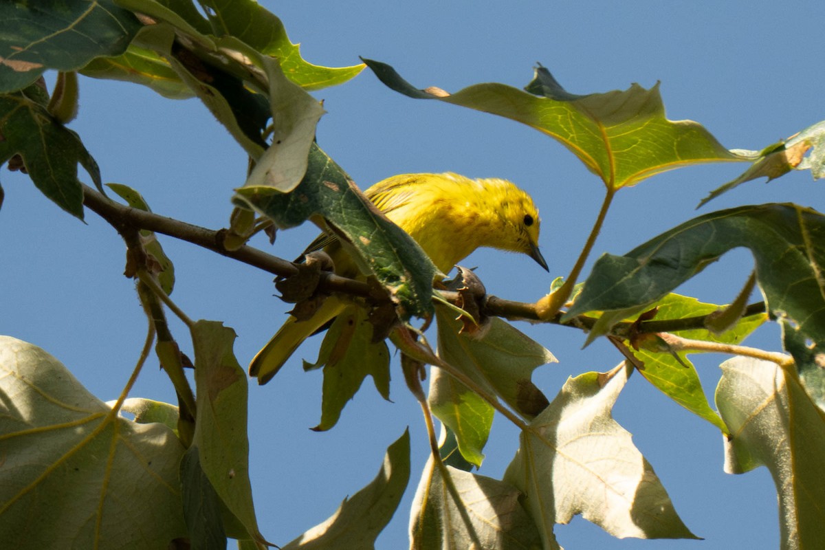 Northern Yellow Warbler - ML657872422
