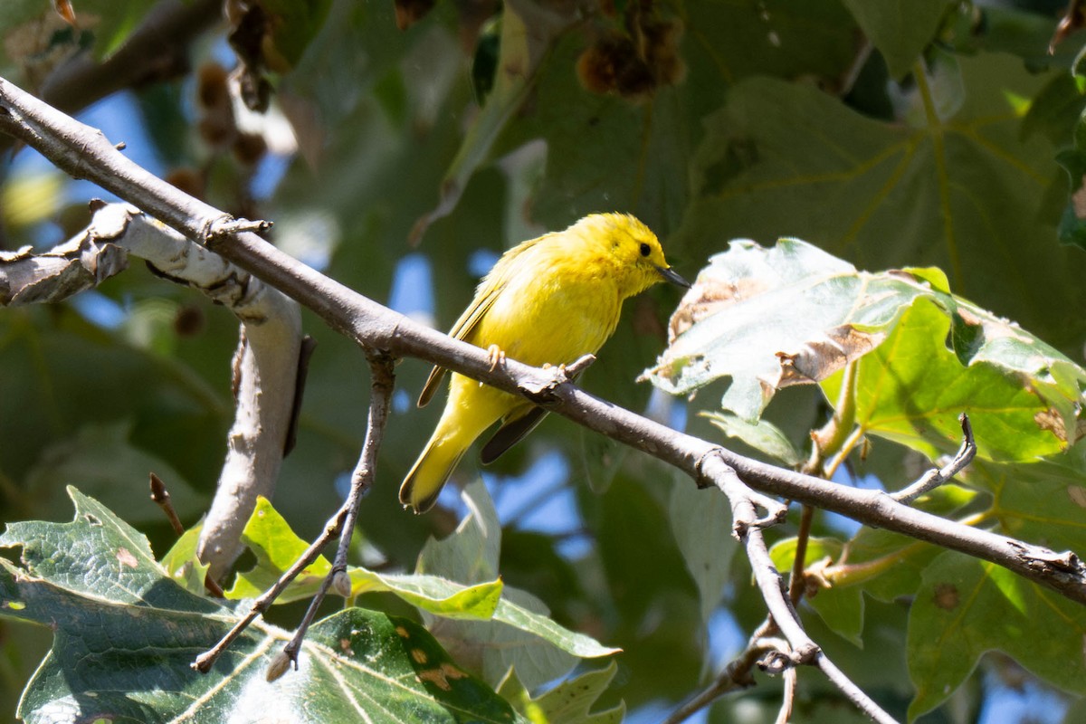 Northern Yellow Warbler - ML657872423