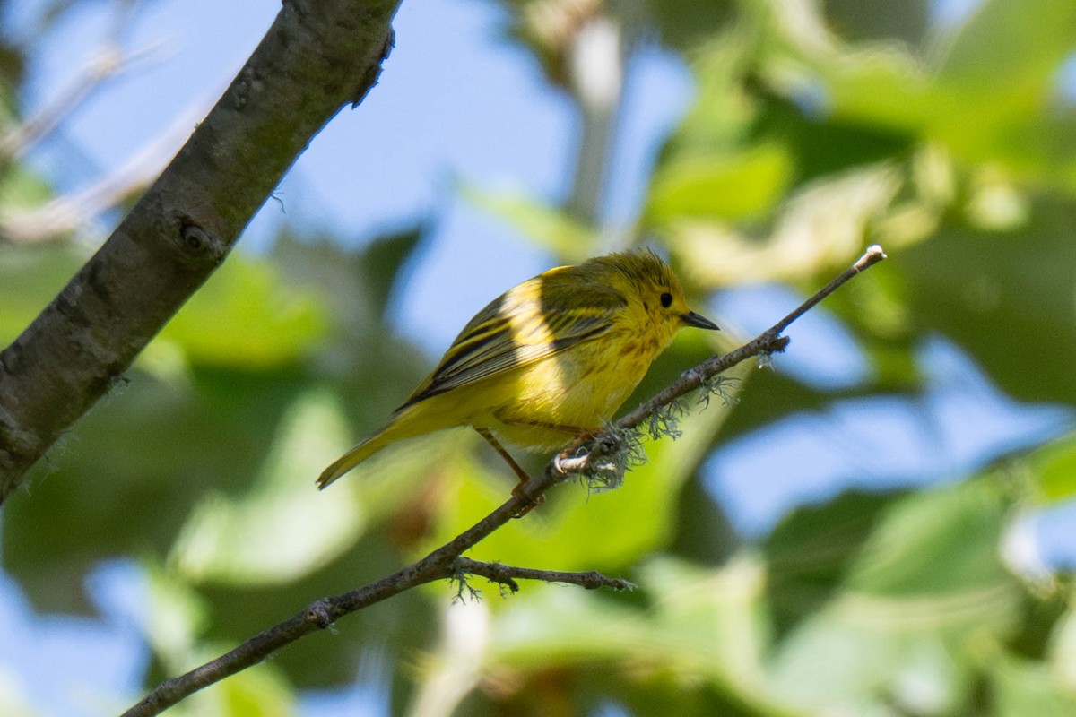 Northern Yellow Warbler - ML657872424
