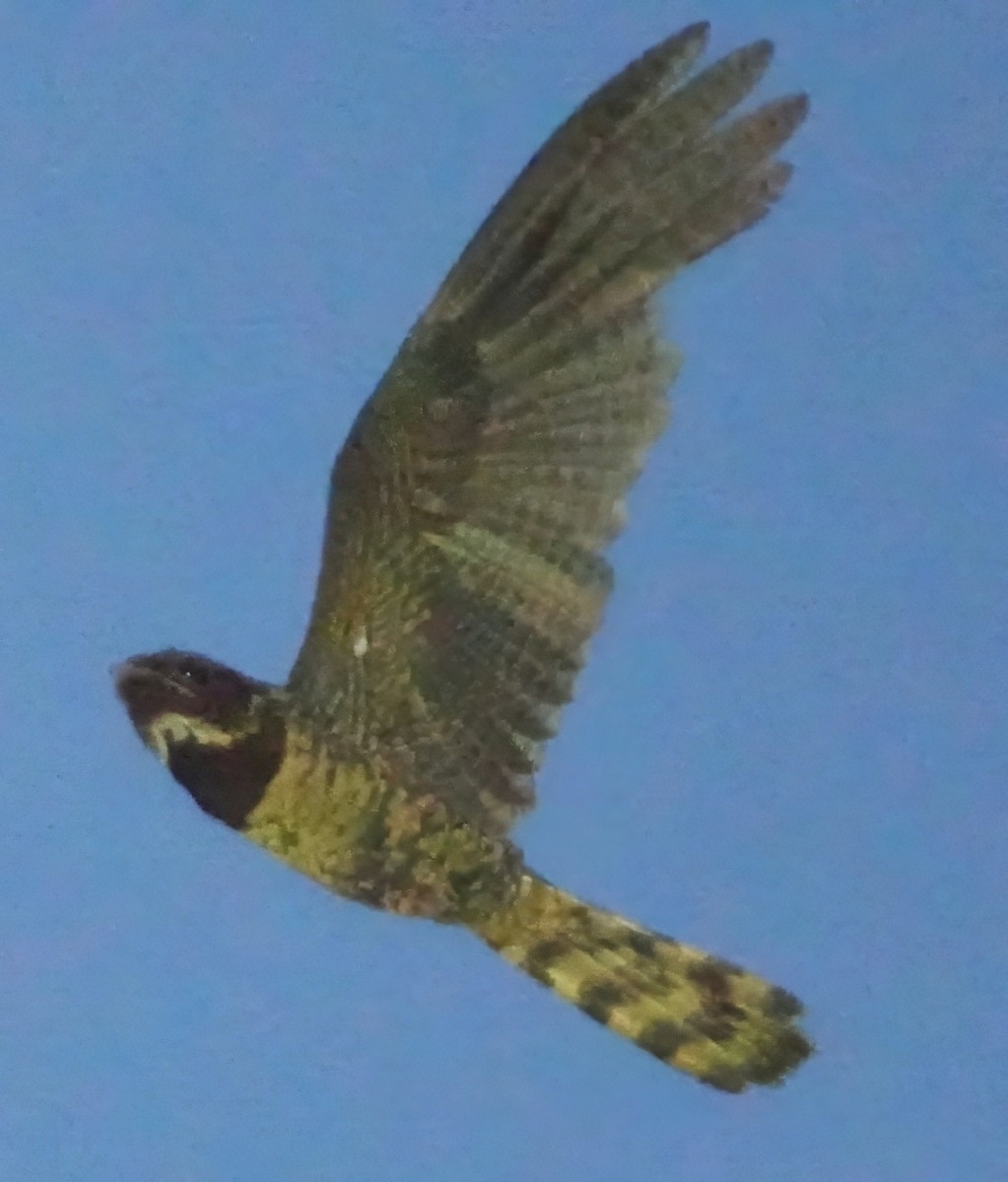 Great Eared-Nightjar - ML657872574
