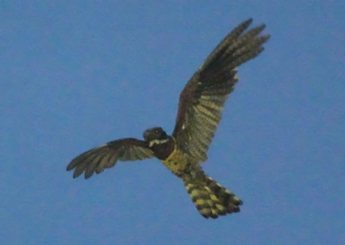 Great Eared-Nightjar - ML657872575