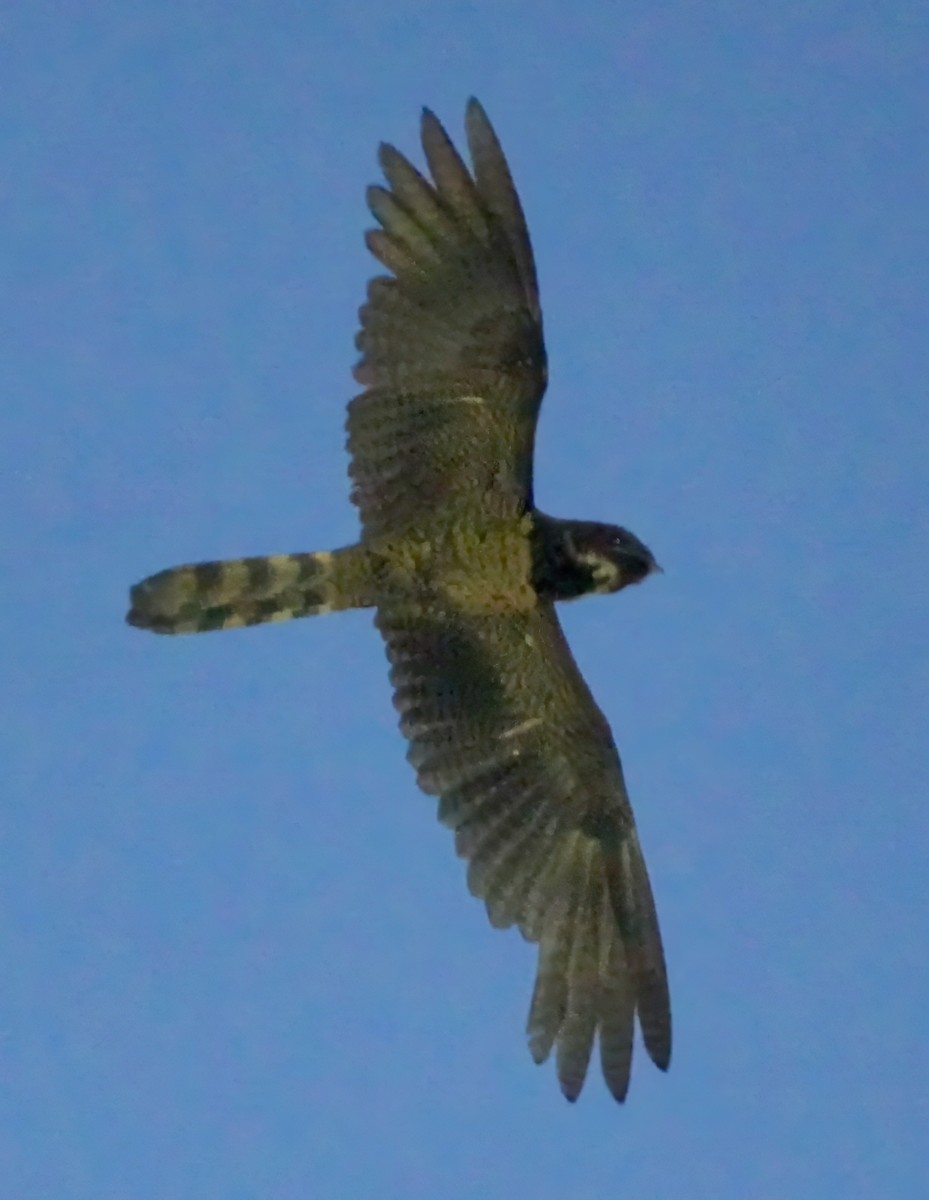 Great Eared-Nightjar - ML657872576