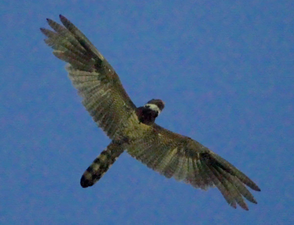Great Eared-Nightjar - ML657872577