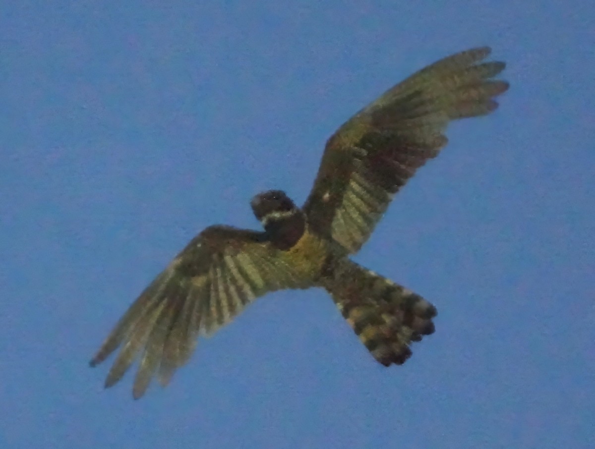 Great Eared-Nightjar - ML657872578
