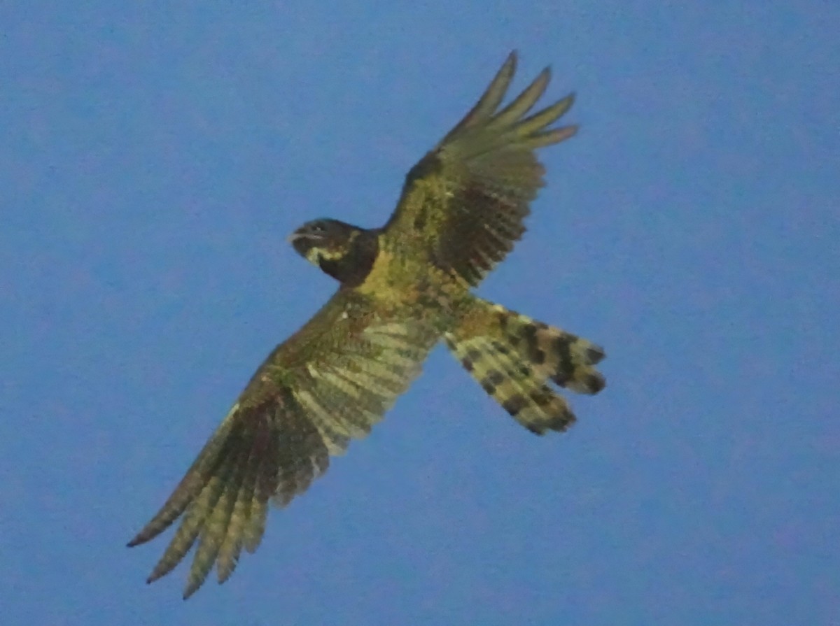 Great Eared-Nightjar - ML657872579