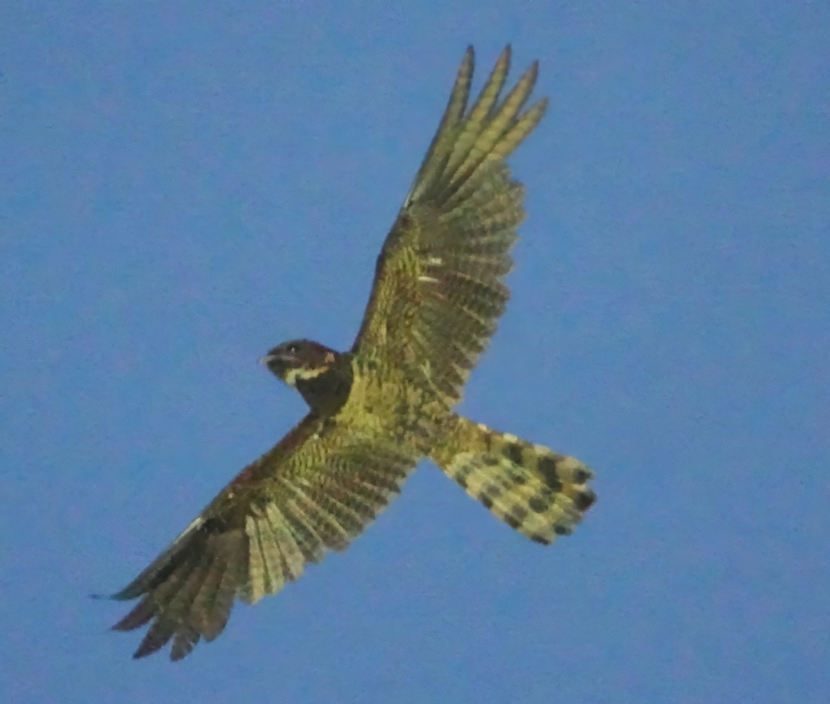 Great Eared-Nightjar - ML657872589