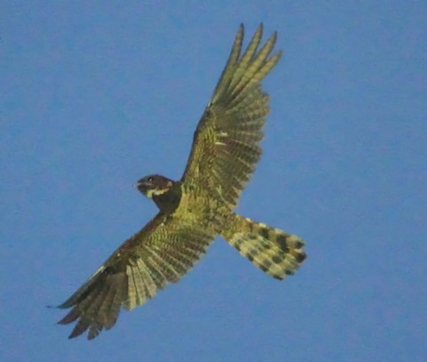 Great Eared-Nightjar - Lyncornis macrotis - メディア検索