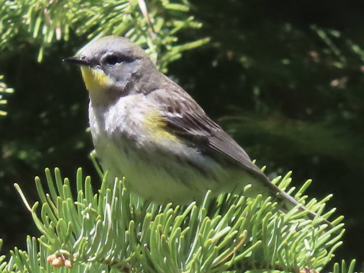 Kronenwaldsänger (Audubonwaldsänger) - ML657872604