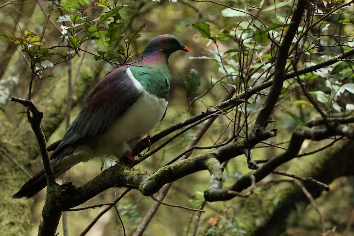 New Zealand Pigeon - ML657872761