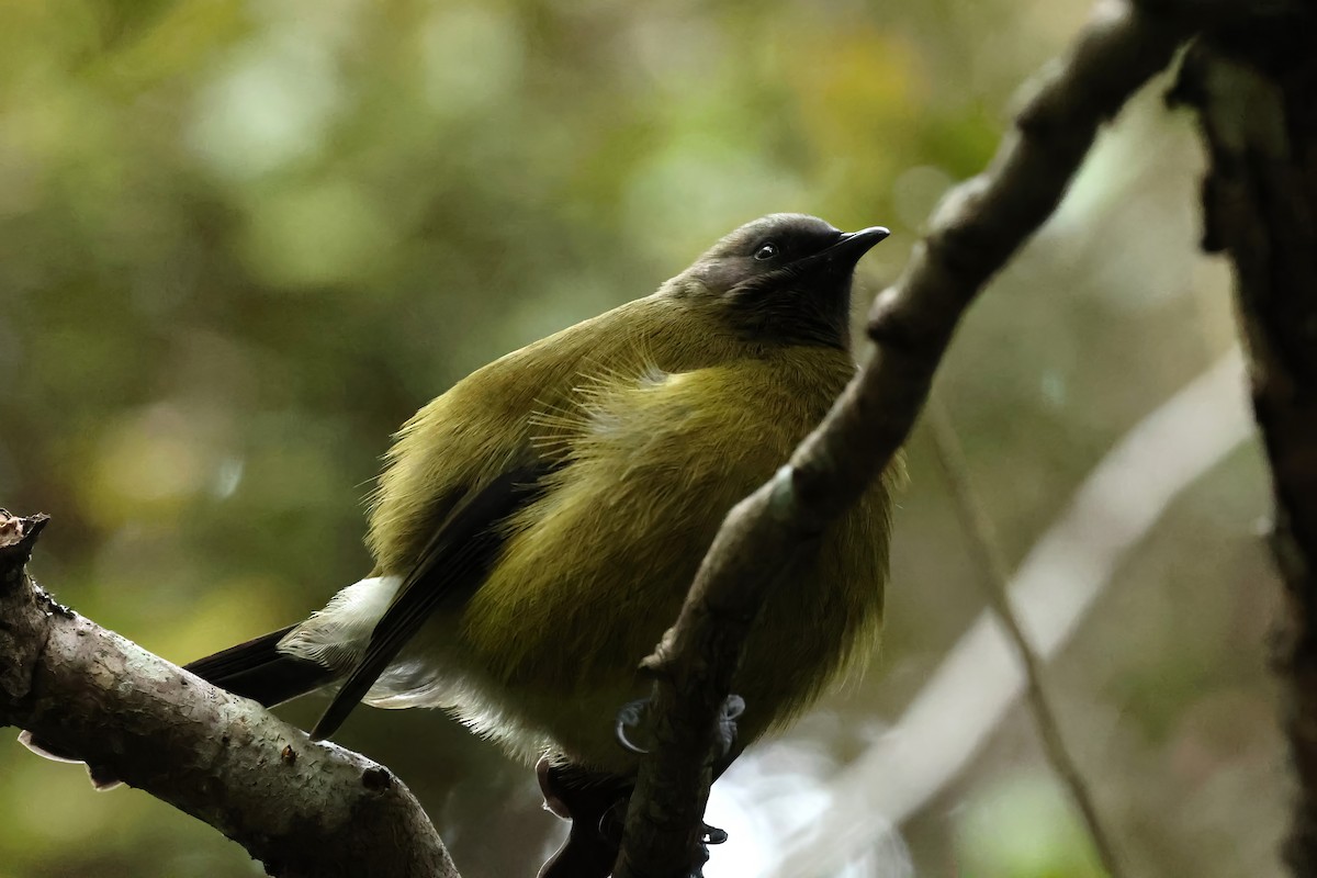 New Zealand Bellbird - ML657872767