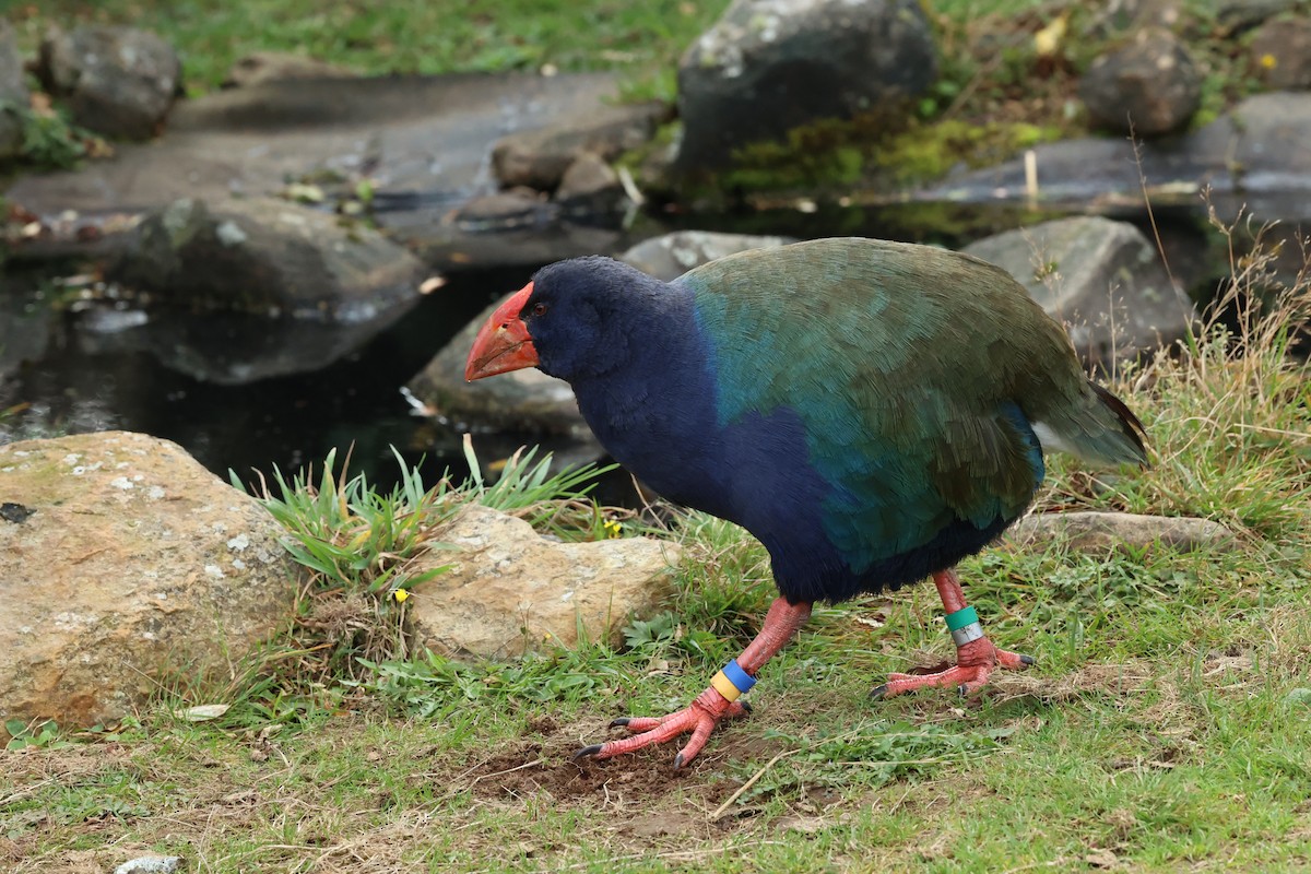 South Island Takahe - ML657872775