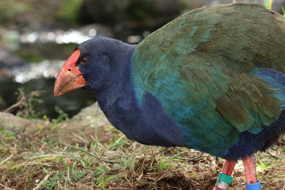 South Island Takahe - ML657872776