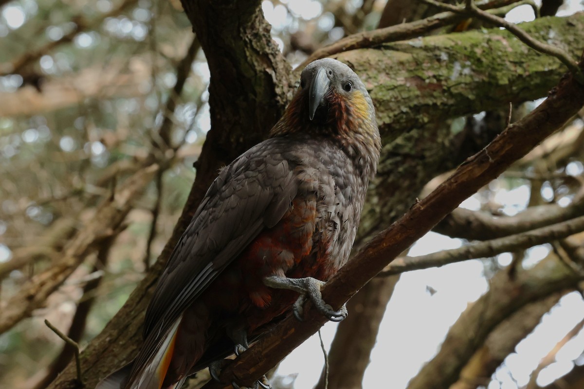 New Zealand Kaka - ML657872808