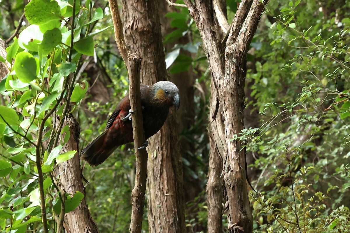 New Zealand Kaka - ML657872824