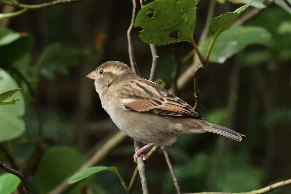 家麻雀 - ML657872835