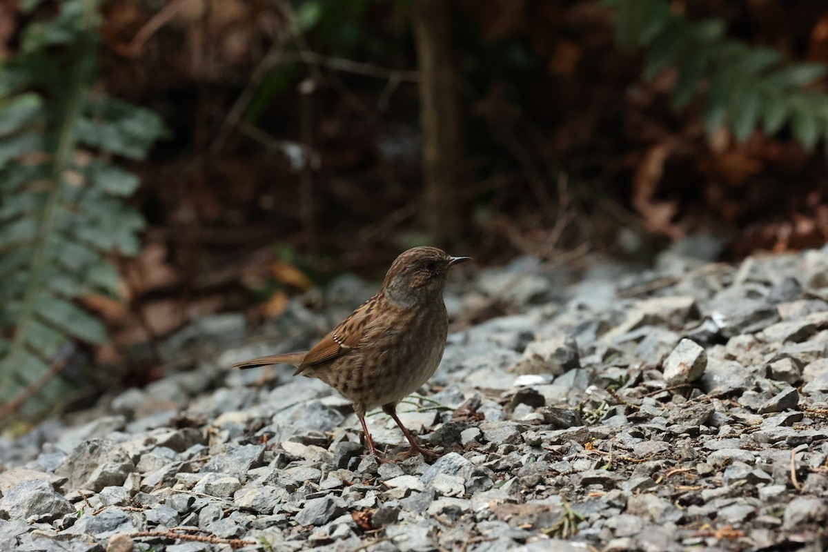 Dunnock - ML657872861
