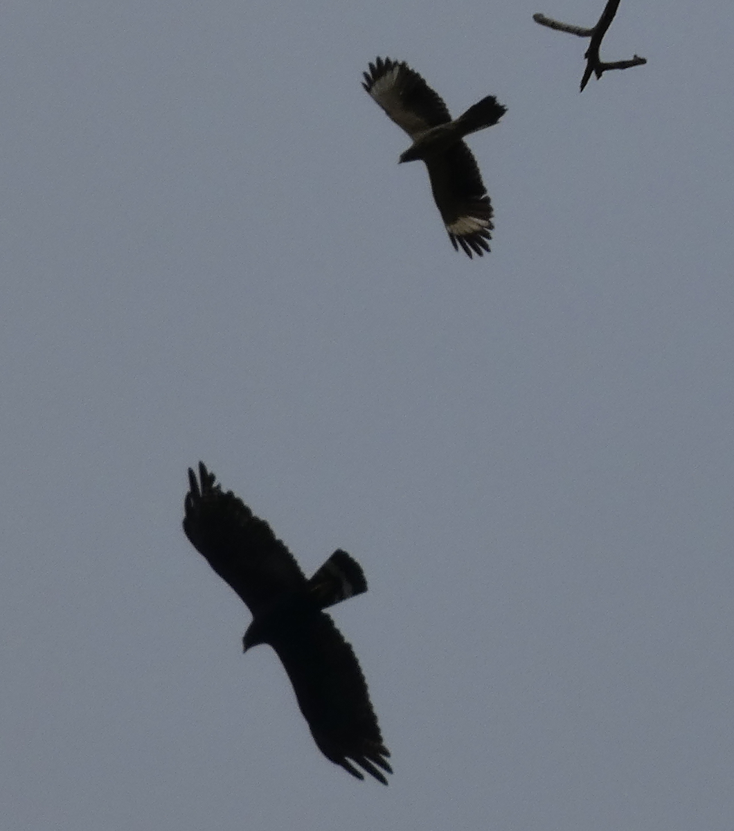 Zone-tailed Hawk - ML657873022